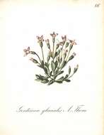 Image of Dane's dwarf gentian