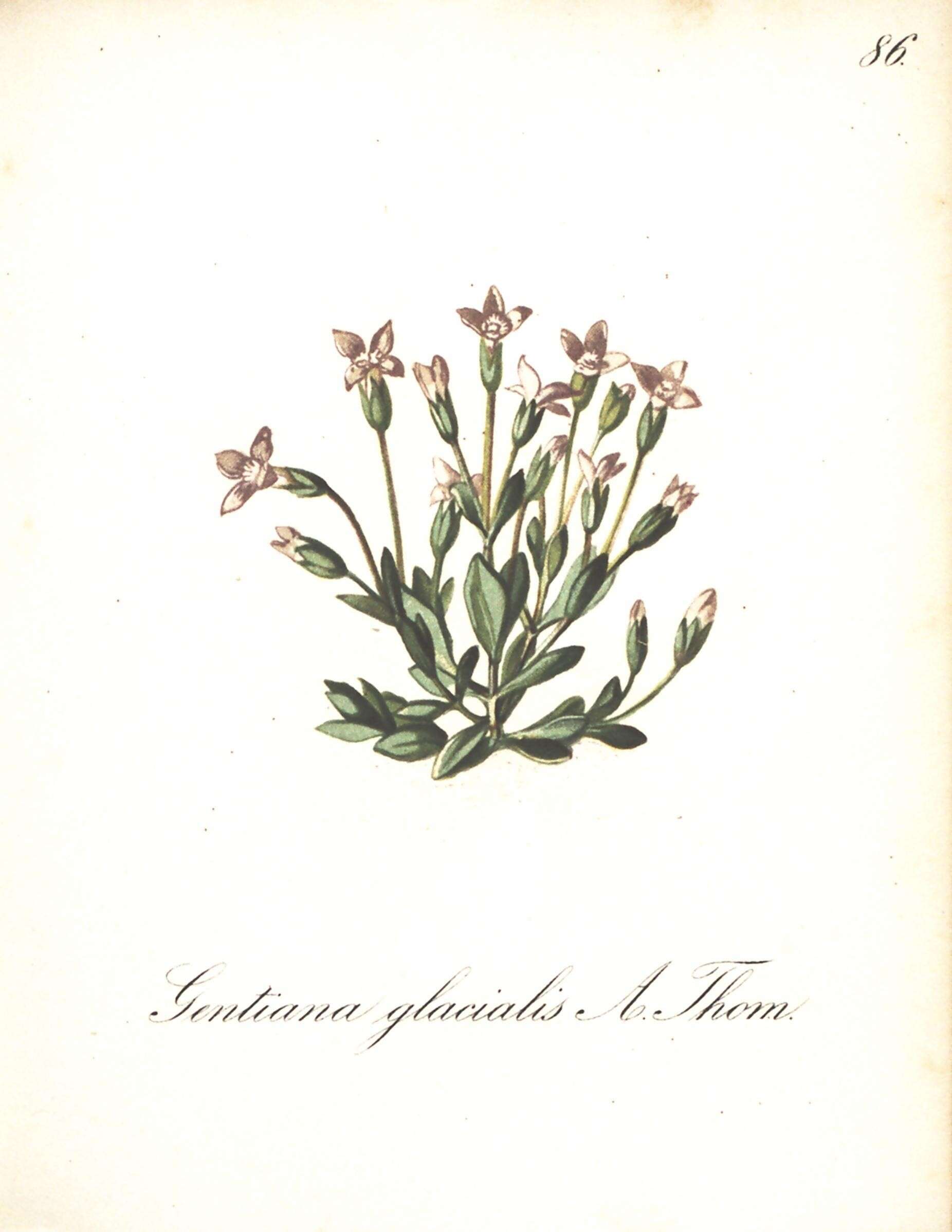 Image of Dane's dwarf gentian