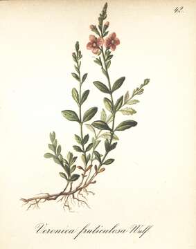 Image of Veronica fruticulosa L.