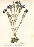 Image de Gentiana utriculosa L.