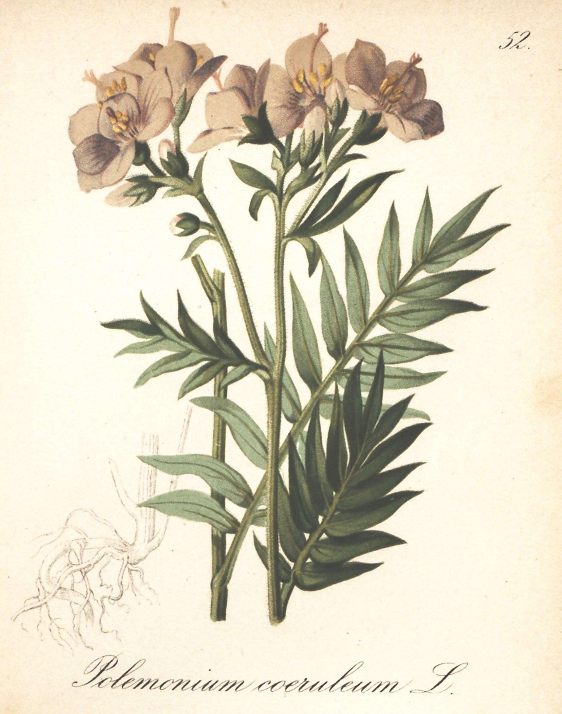 Polemonium caeruleum L. resmi