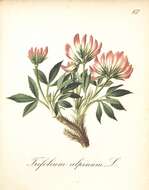 Image of alpine clover