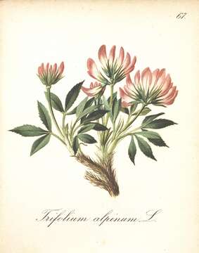 Image of alpine clover