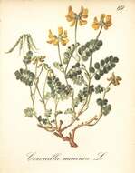 Plancia ëd Coronilla minima L.