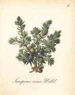 Imagem de Juniperus communis L.