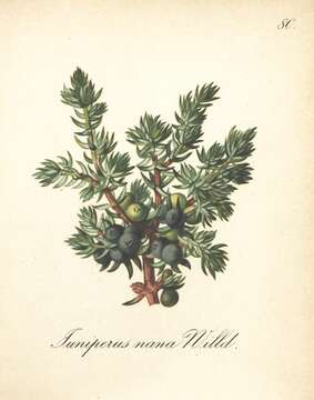 Image of Common Juniper