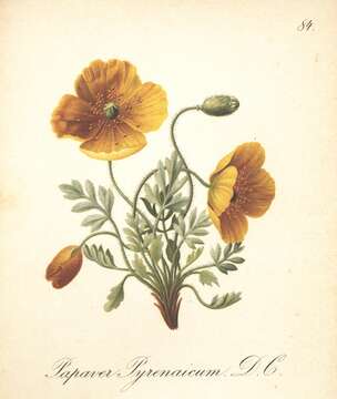 Image of Papaver aurantiacum Loisel.