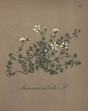 Image of Fringed sandwort