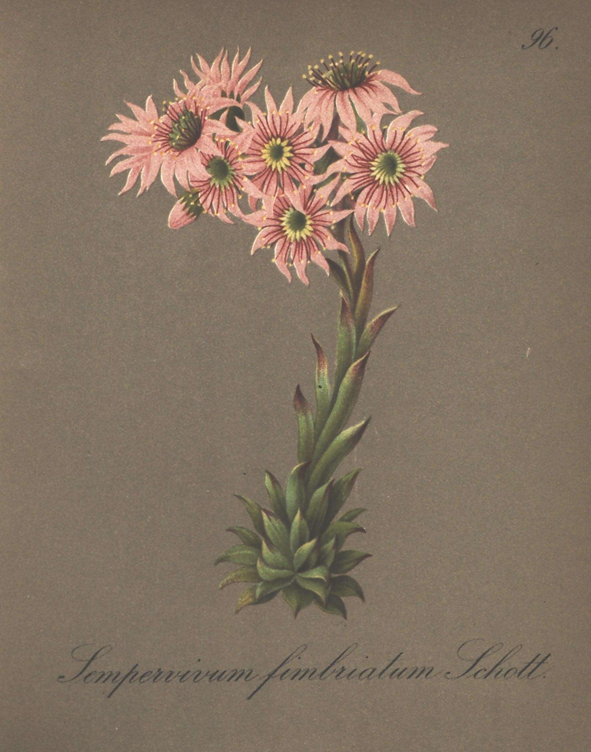 Image of Sempervivum fimbriatum Schnittsp. & Lehmann
