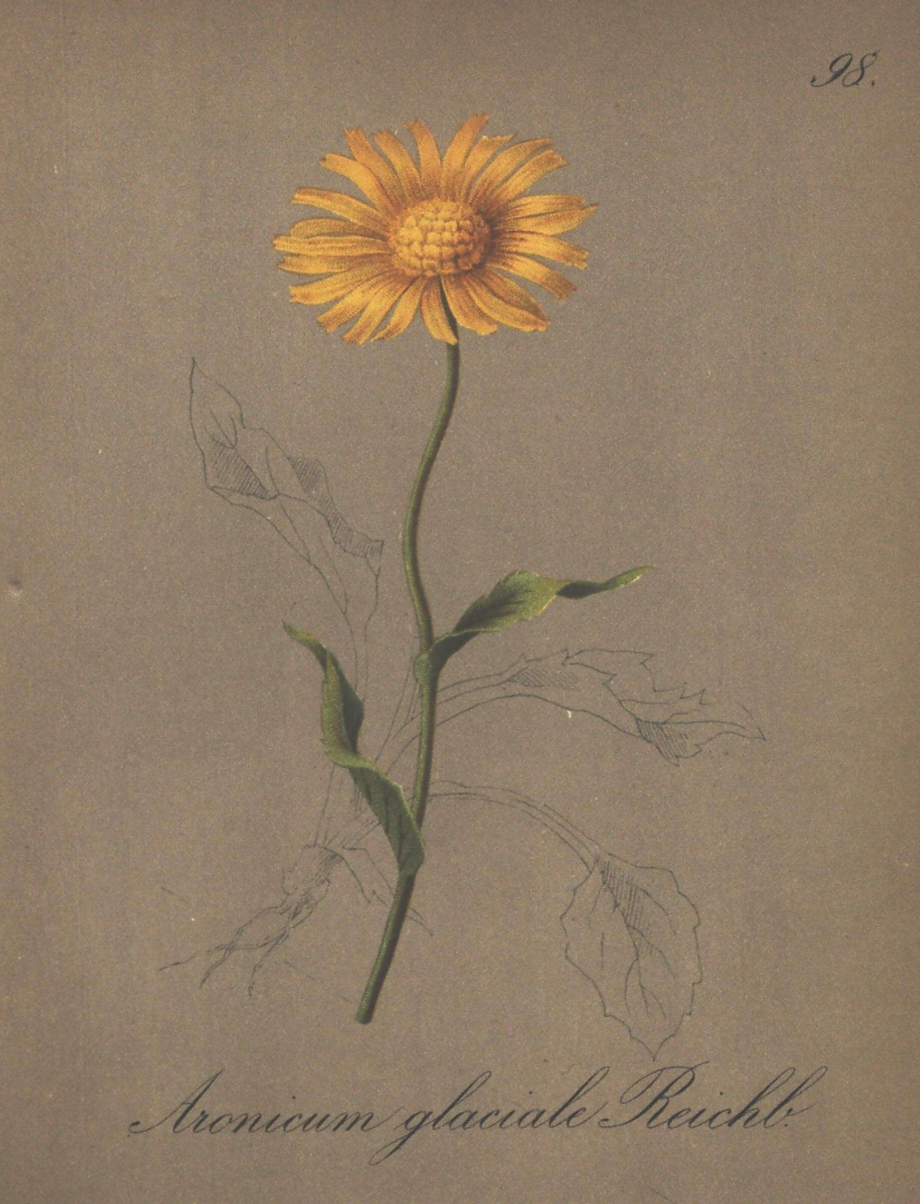 Image of Doronicum glaciale subsp. glaciale