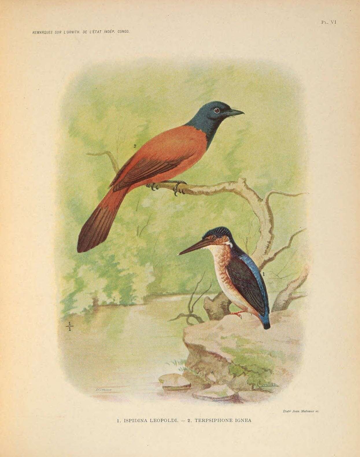 Image of Black-headed Paradise-Flycatcher