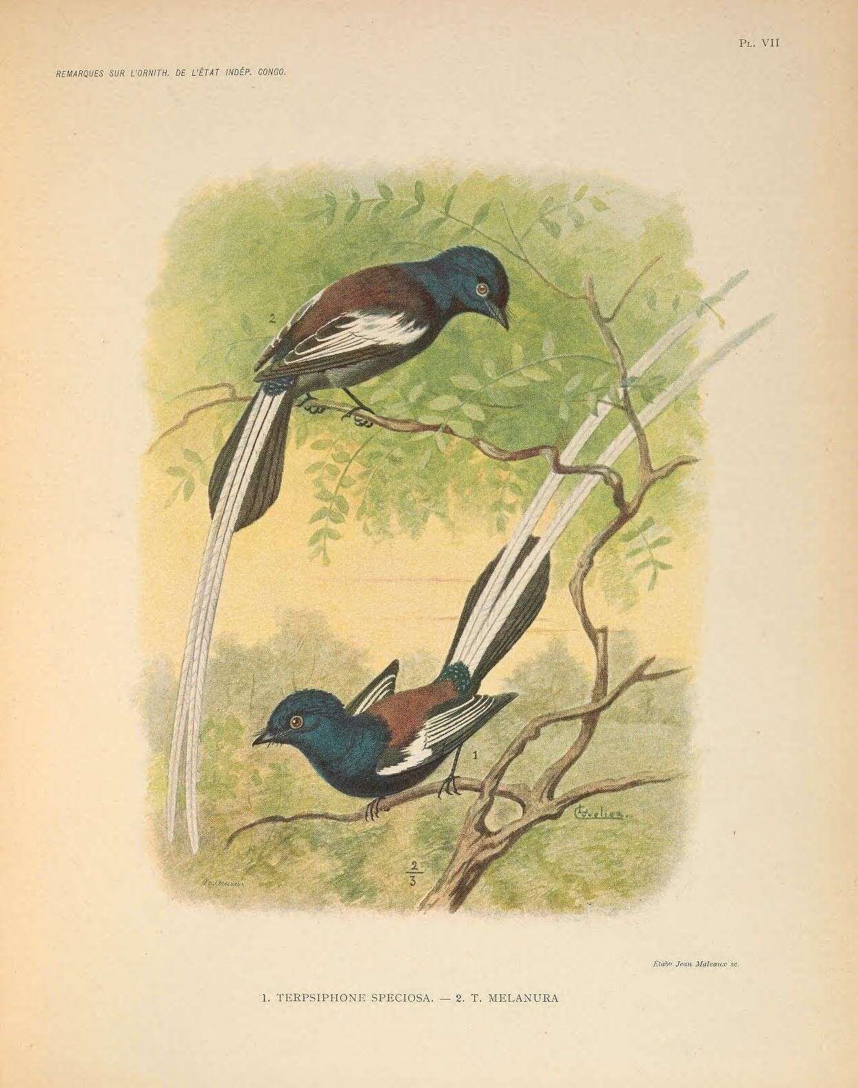 Image de Terpsiphone viridis speciosa (Cassin 1859)