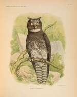 Image of Akun Eagle Owl
