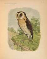 Image of African Grass Owl