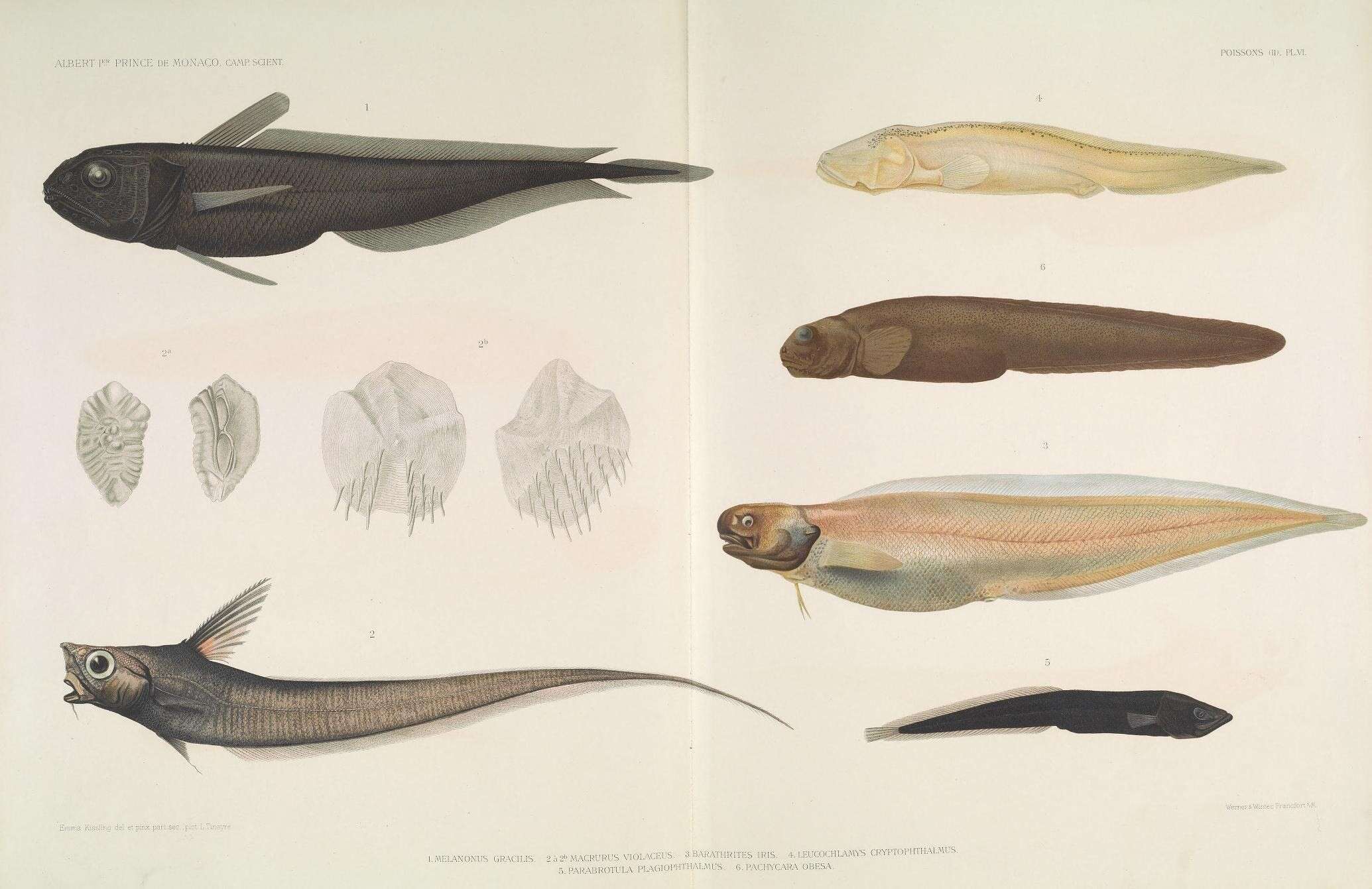 Image of pelagic cods