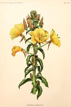 Imagem de Oenothera glazioviana M. Micheli