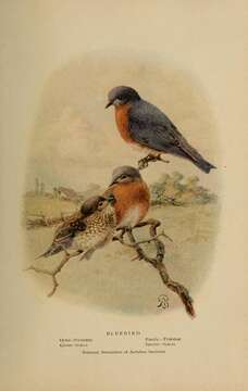 Image of Eastern Bluebird