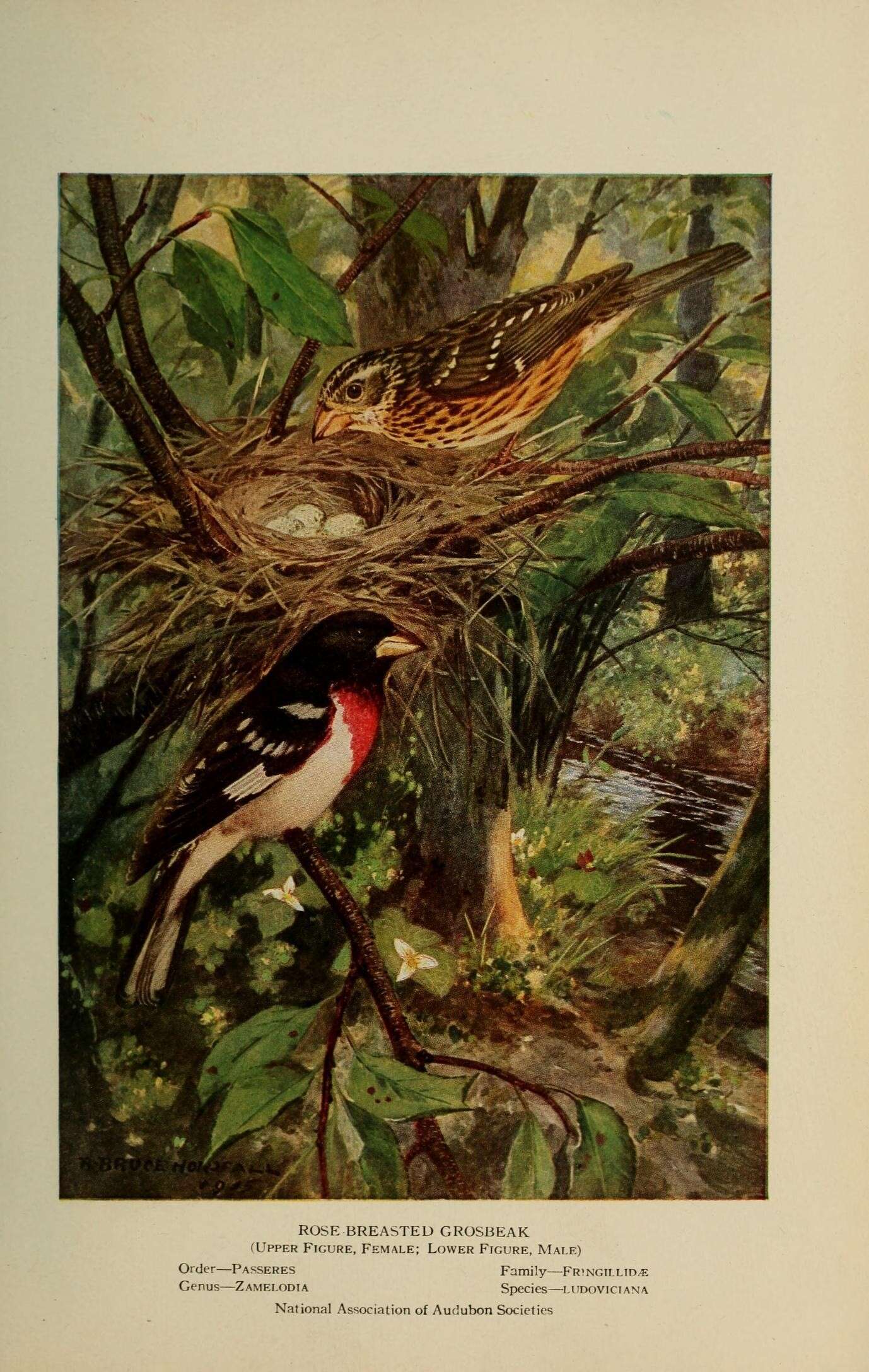 Image of Rose-breasted Grosbeak