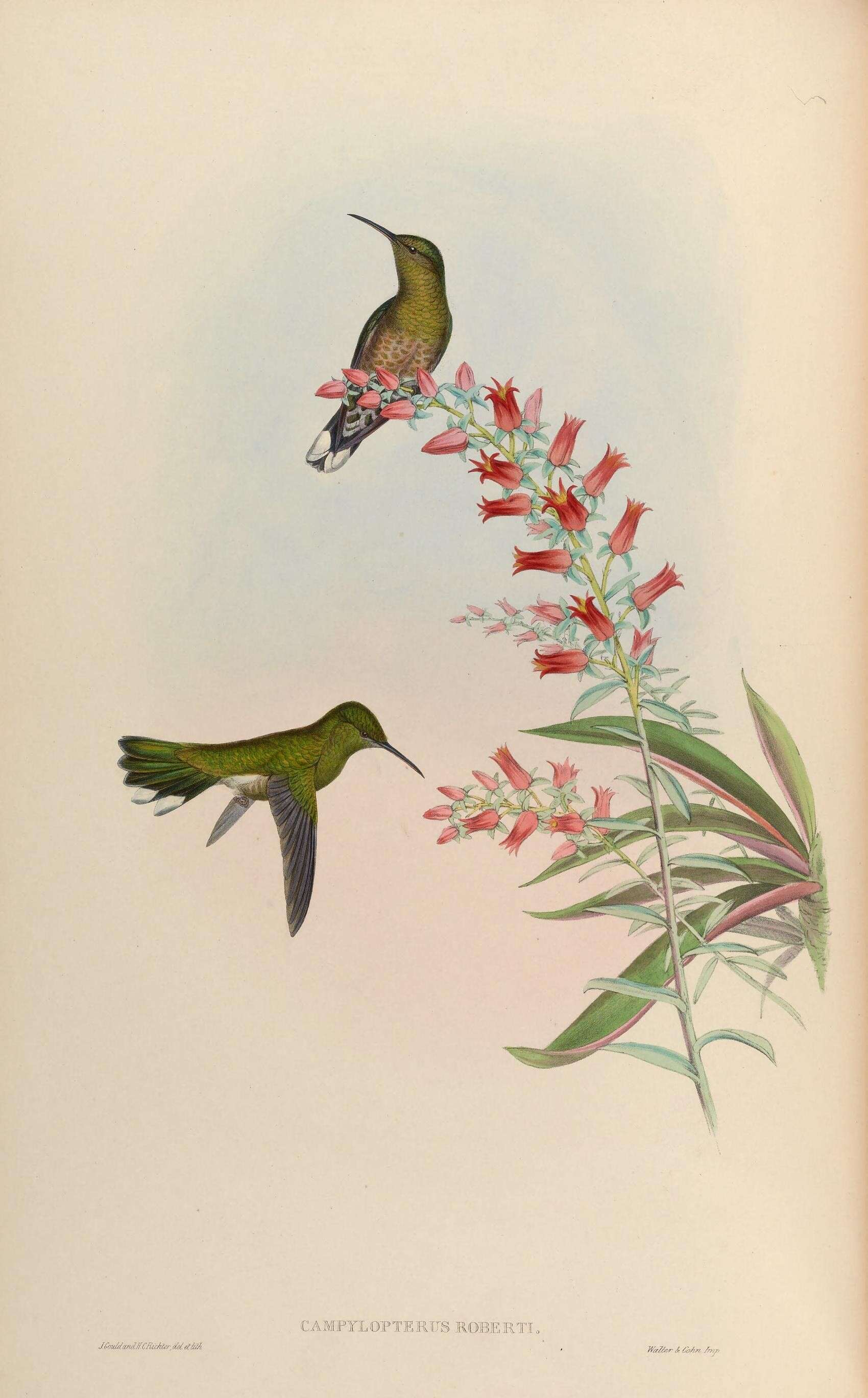 Image of Phaeochroa Gould 1861