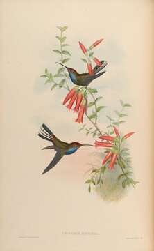 Image of Rufous-gaped Hillstar