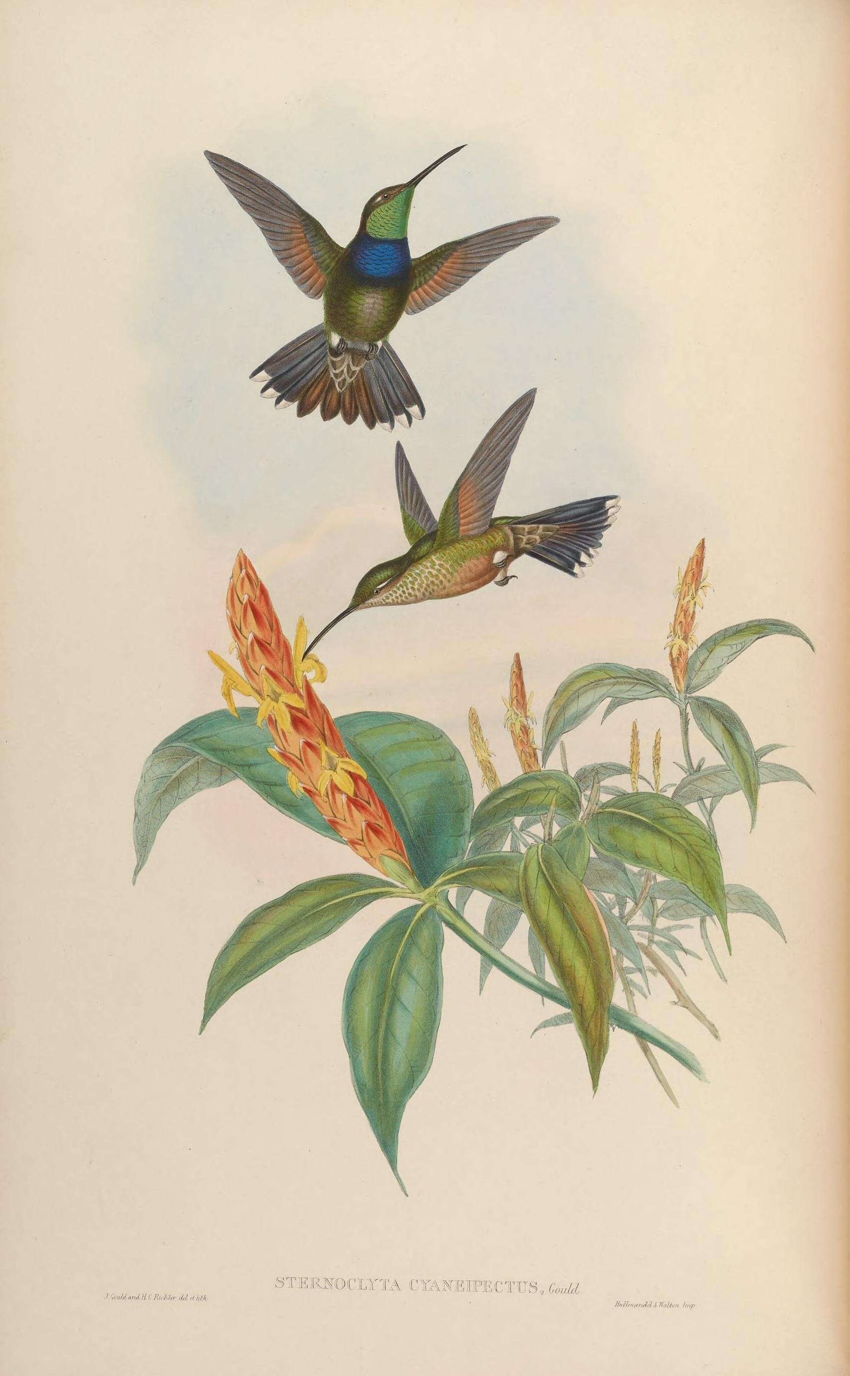 Plancia ëd Sternoclyta Gould 1858