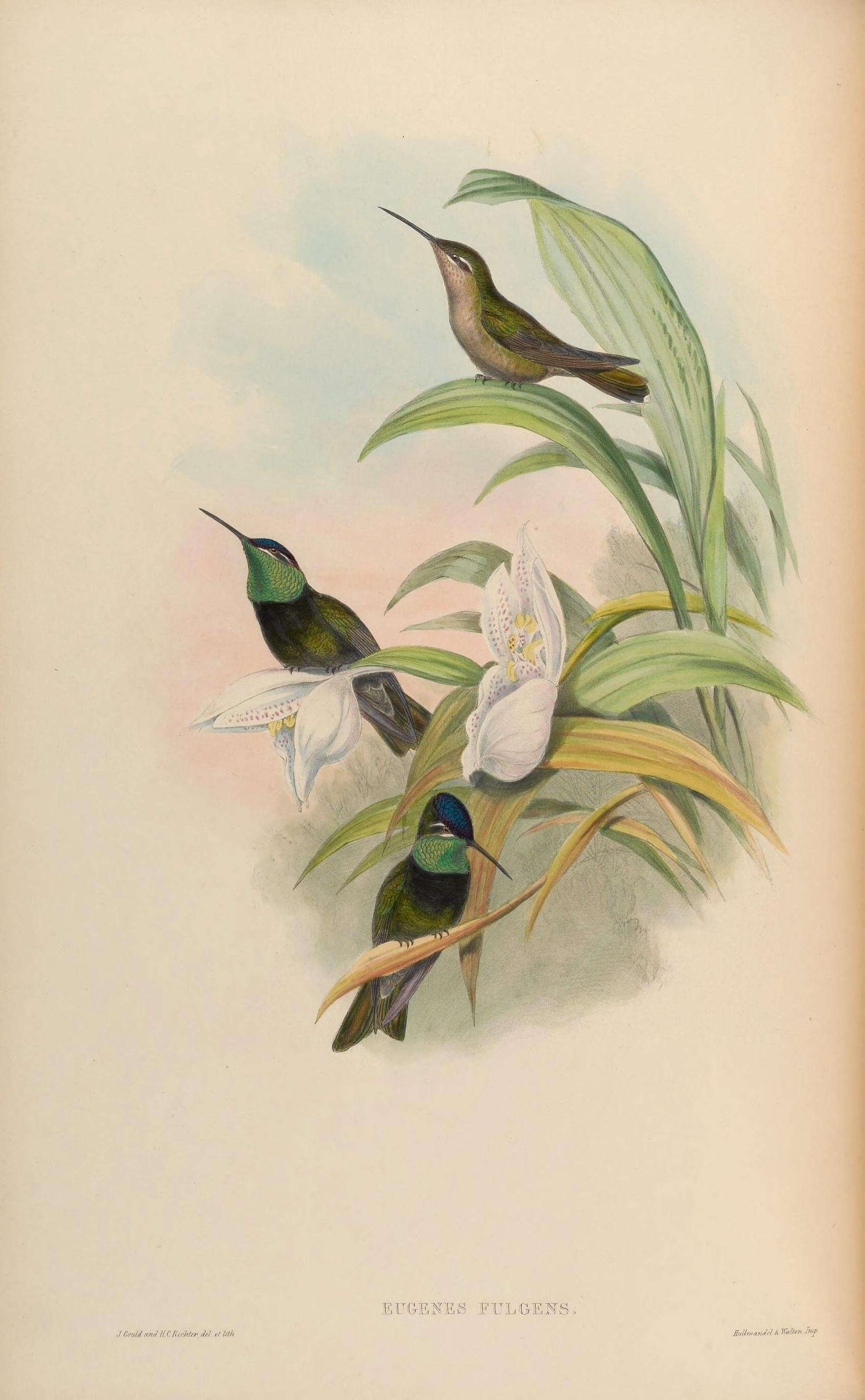 Image of Eugenes Gould 1856