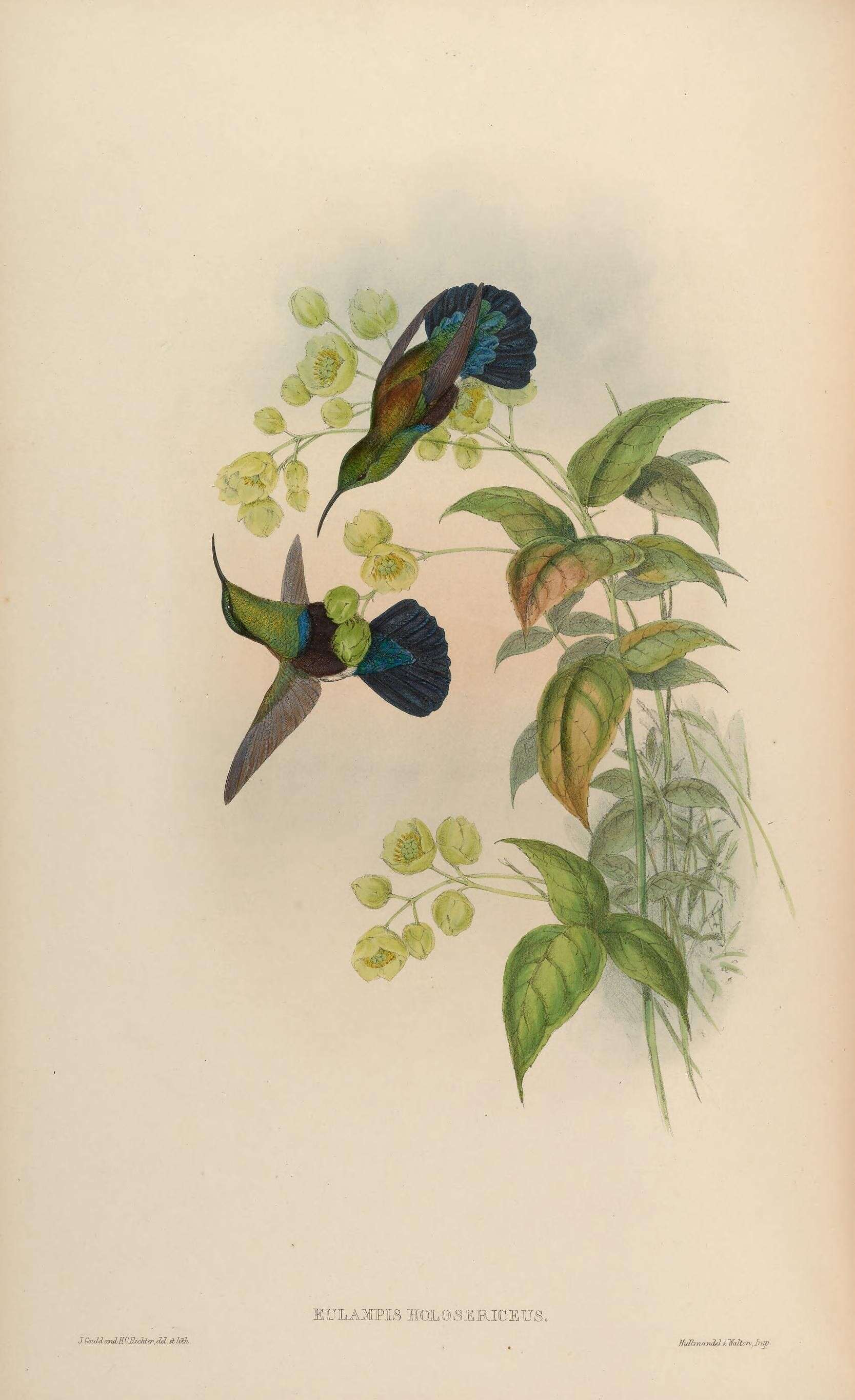 Image of Eulampis Boie & F 1831