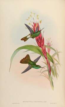 Image of Bronze-tailed Plumeleteer