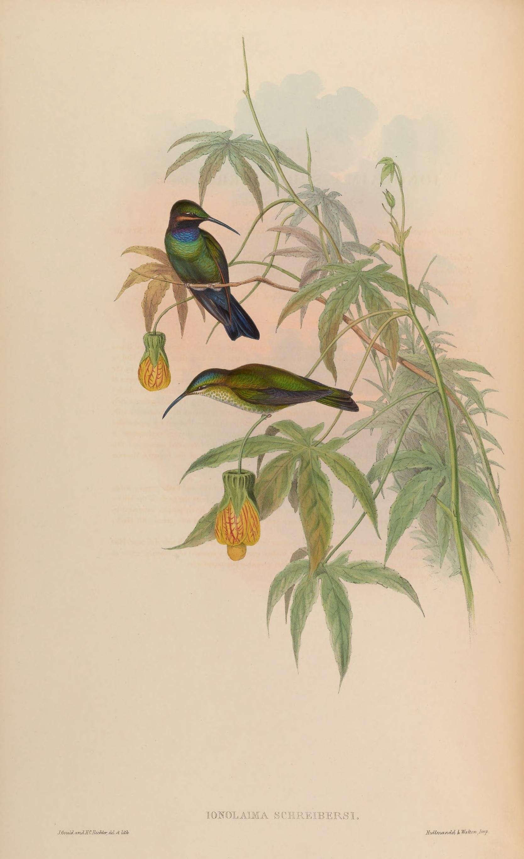 Image of Black-throated Brilliant