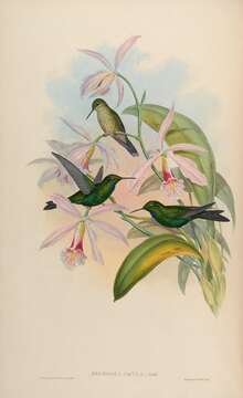 Image of Green-crowned Brilliant