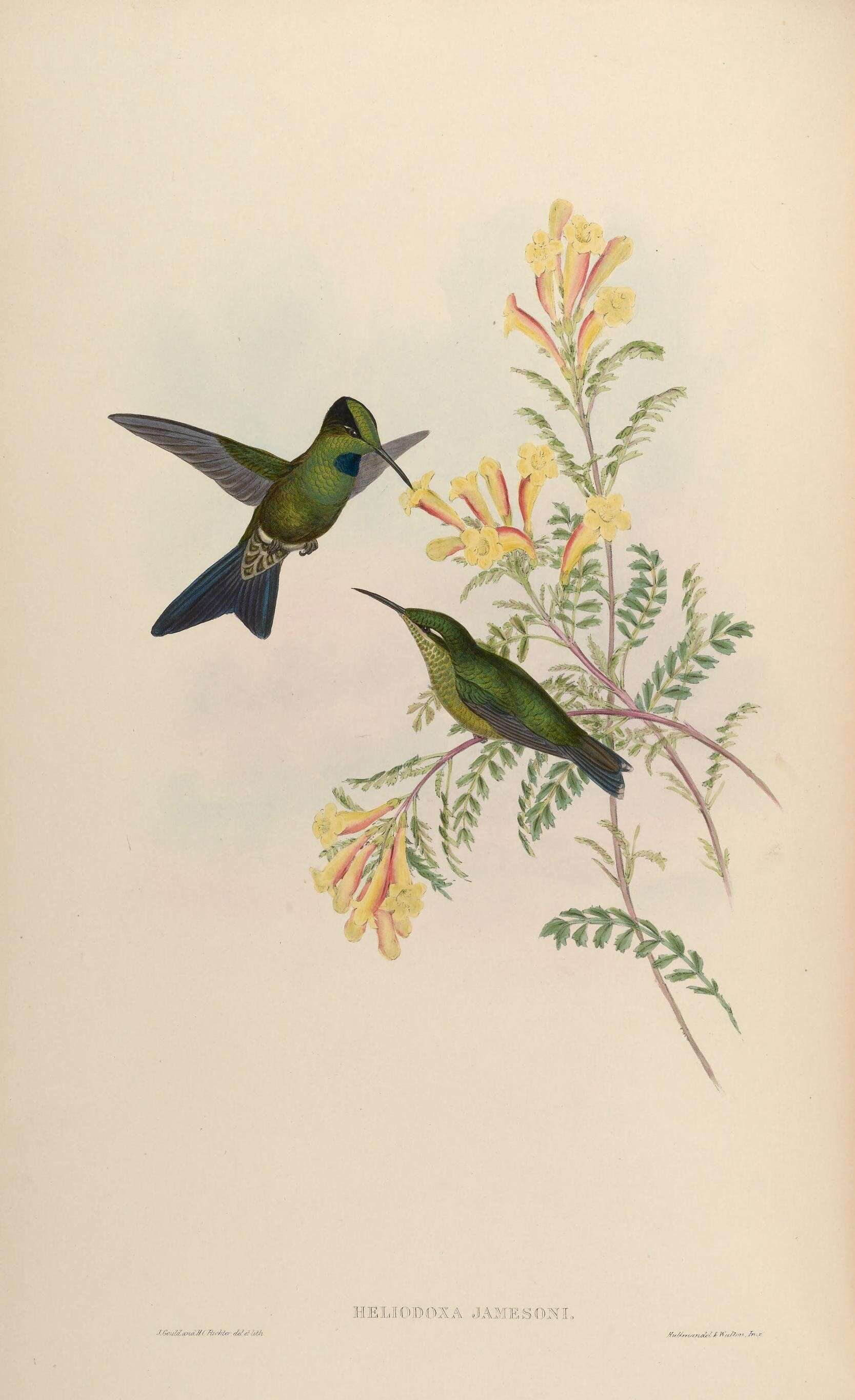 Image of Green-crowned Brilliant