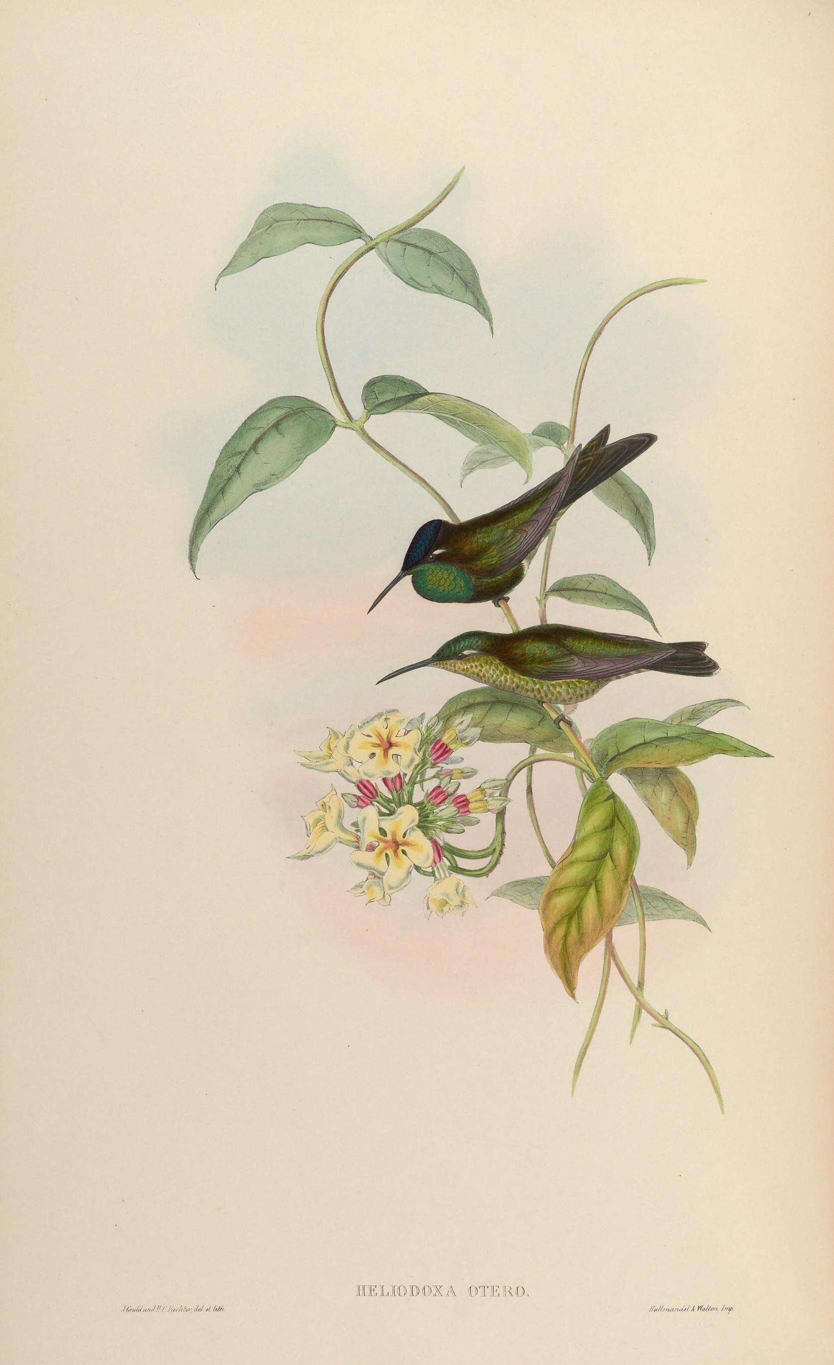 Image of Violet-fronted Brilliant