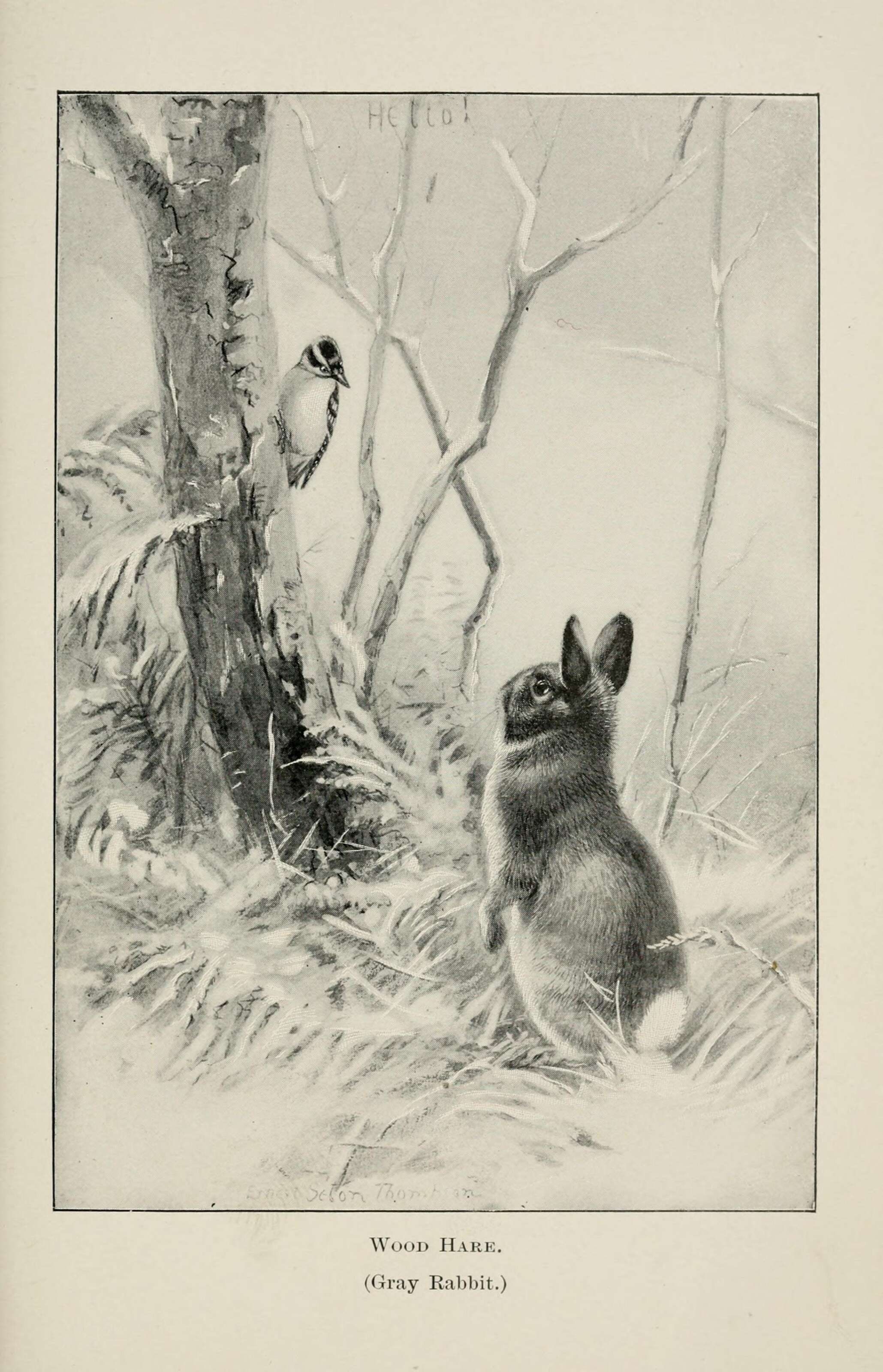 Image de Oryctolagus Lilljeborg 1873
