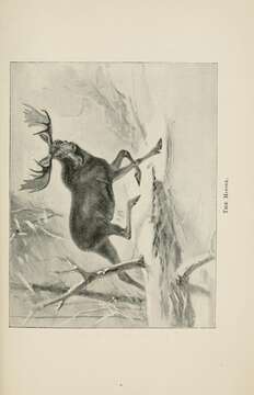 Image of North American Elk