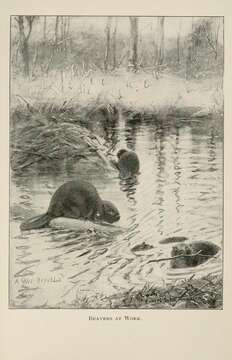 Image of beavers