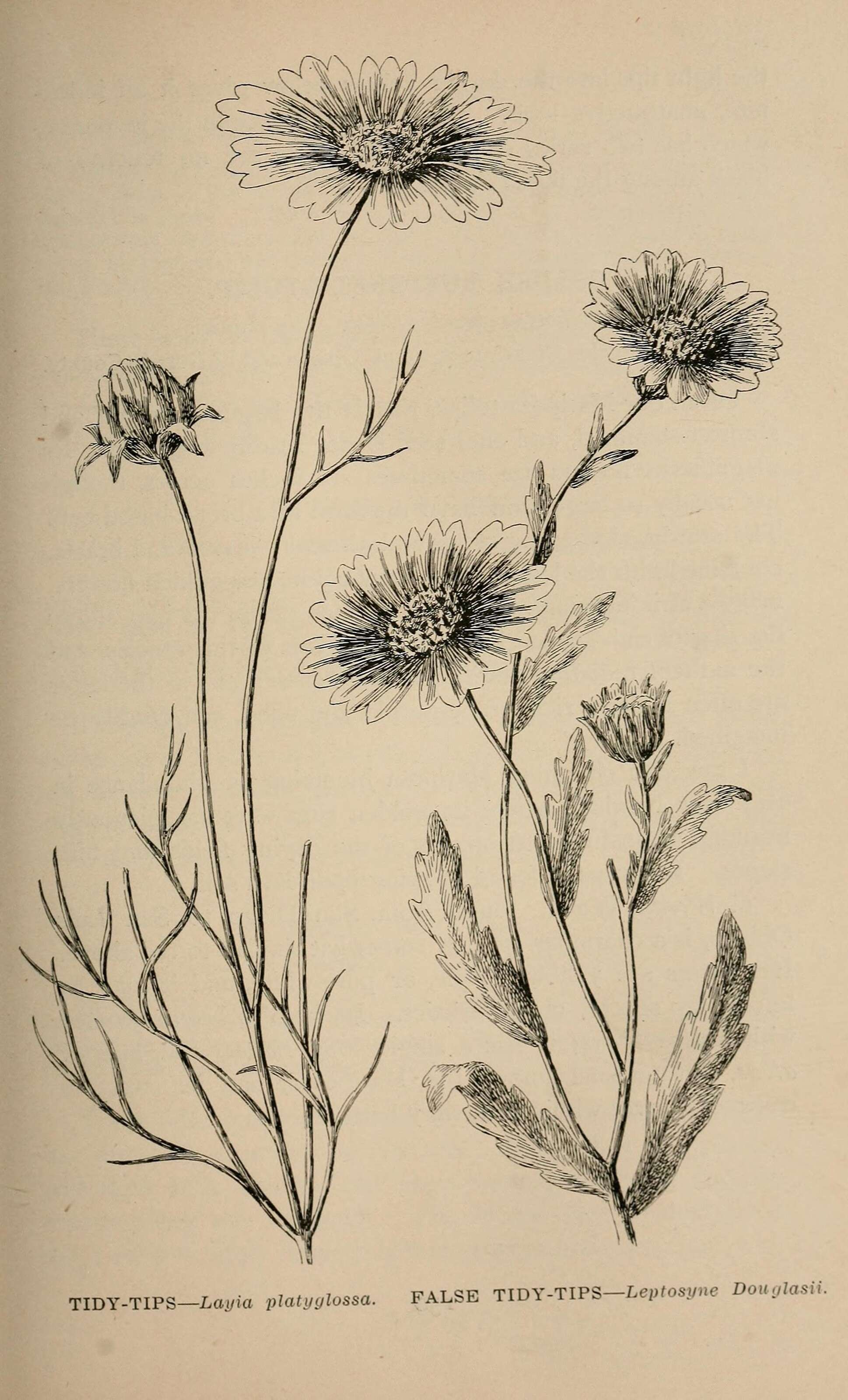 Image de Layia platyglossa (Fisch. & C. A. Mey.) A. Gray