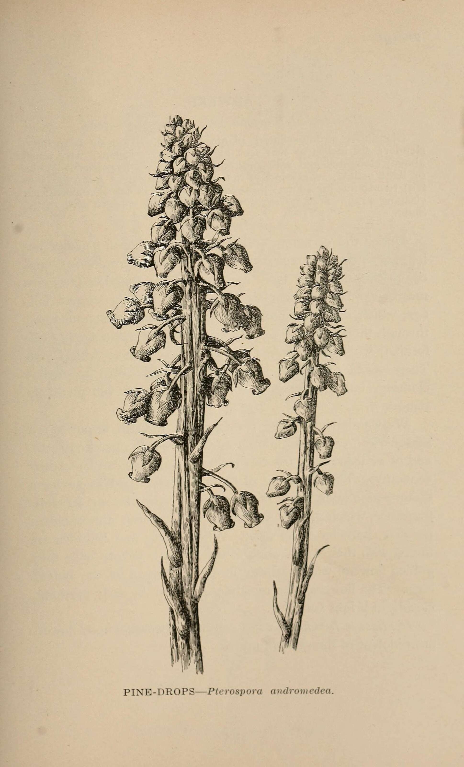 Image of Pterospora