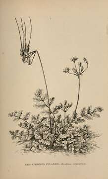 Imagem de Erodium cicutarium (L.) L'Her.