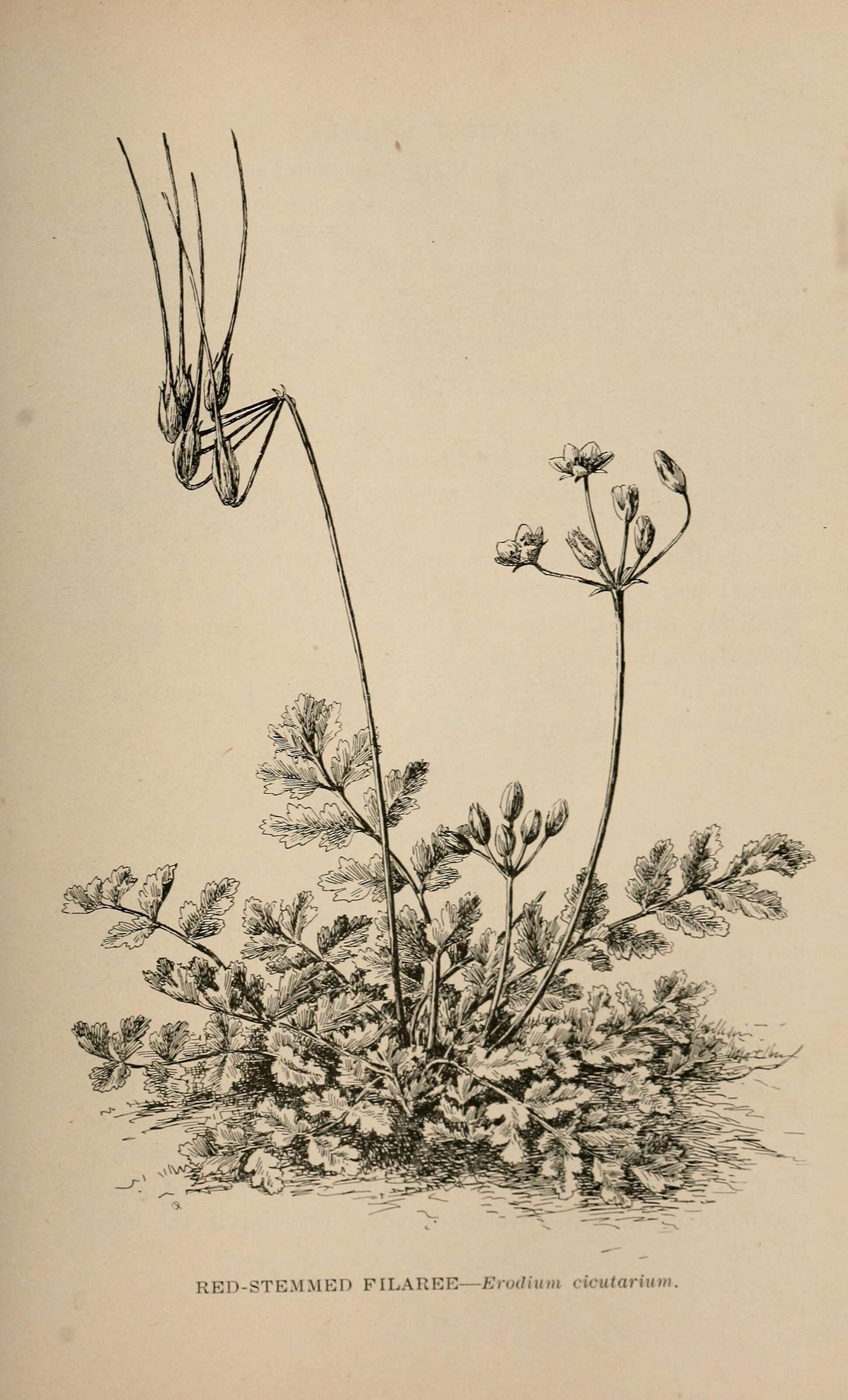 Image of Common Stork's-bill