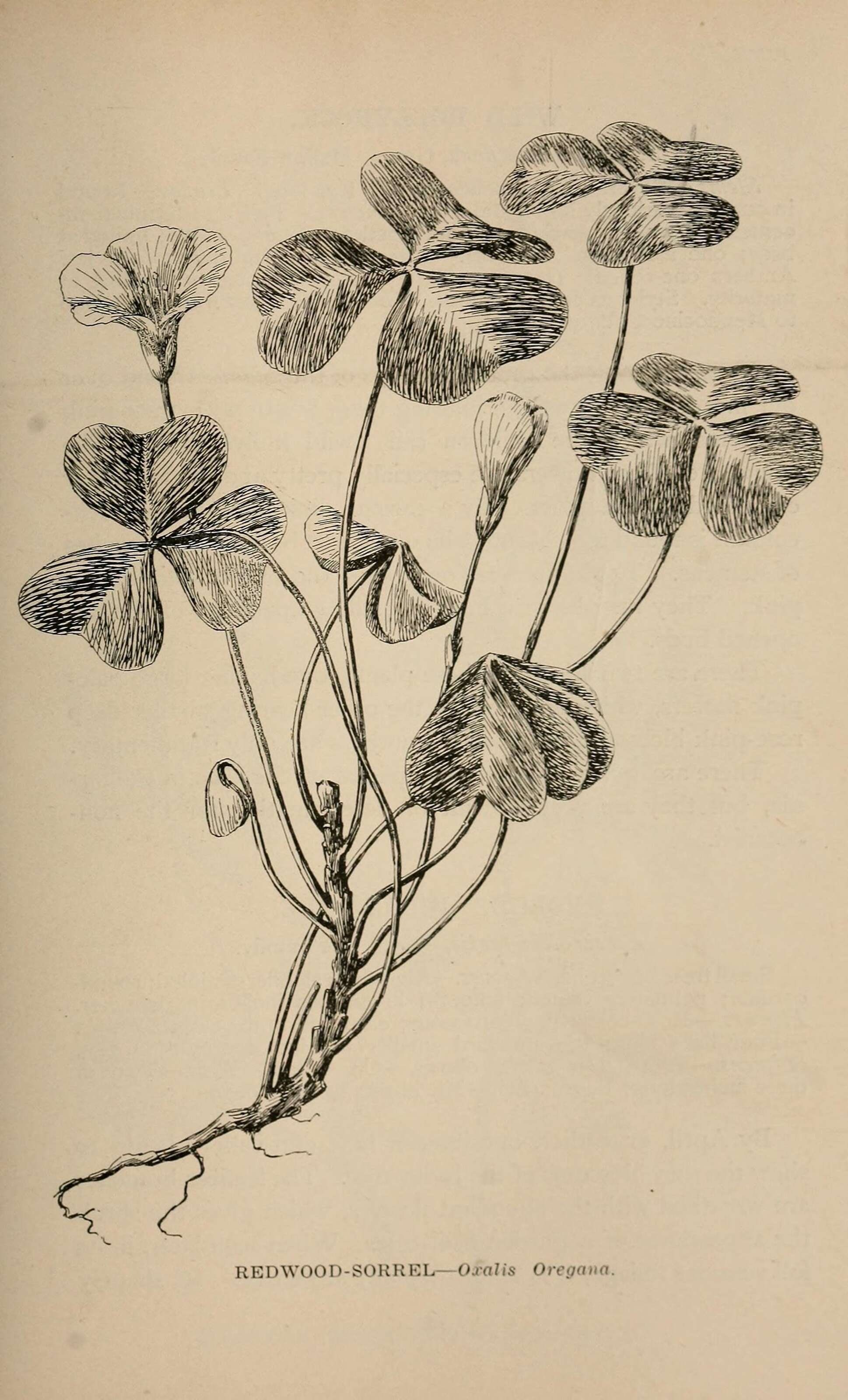 Image of redwood-sorrel