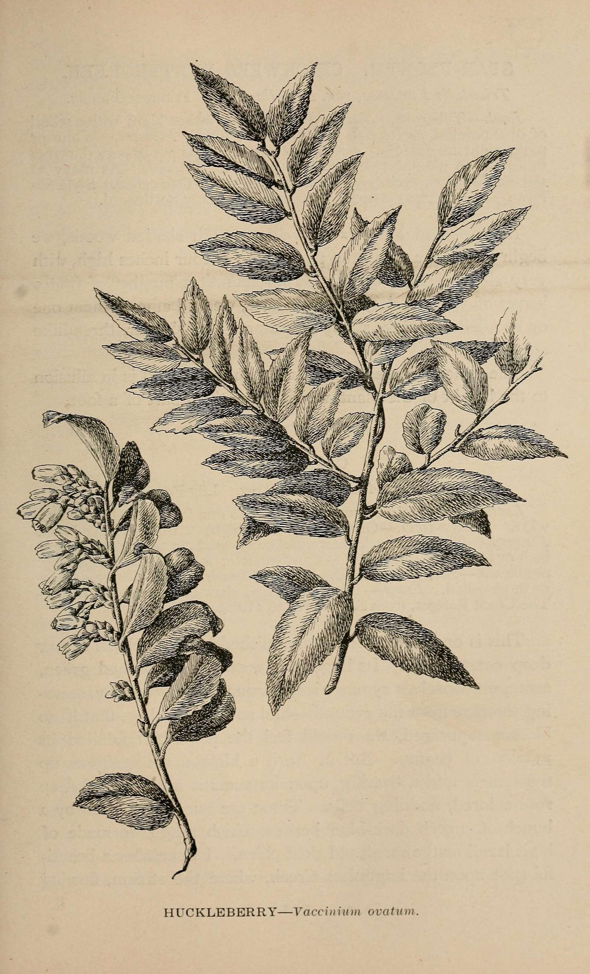 Image of evergreen huckleberry