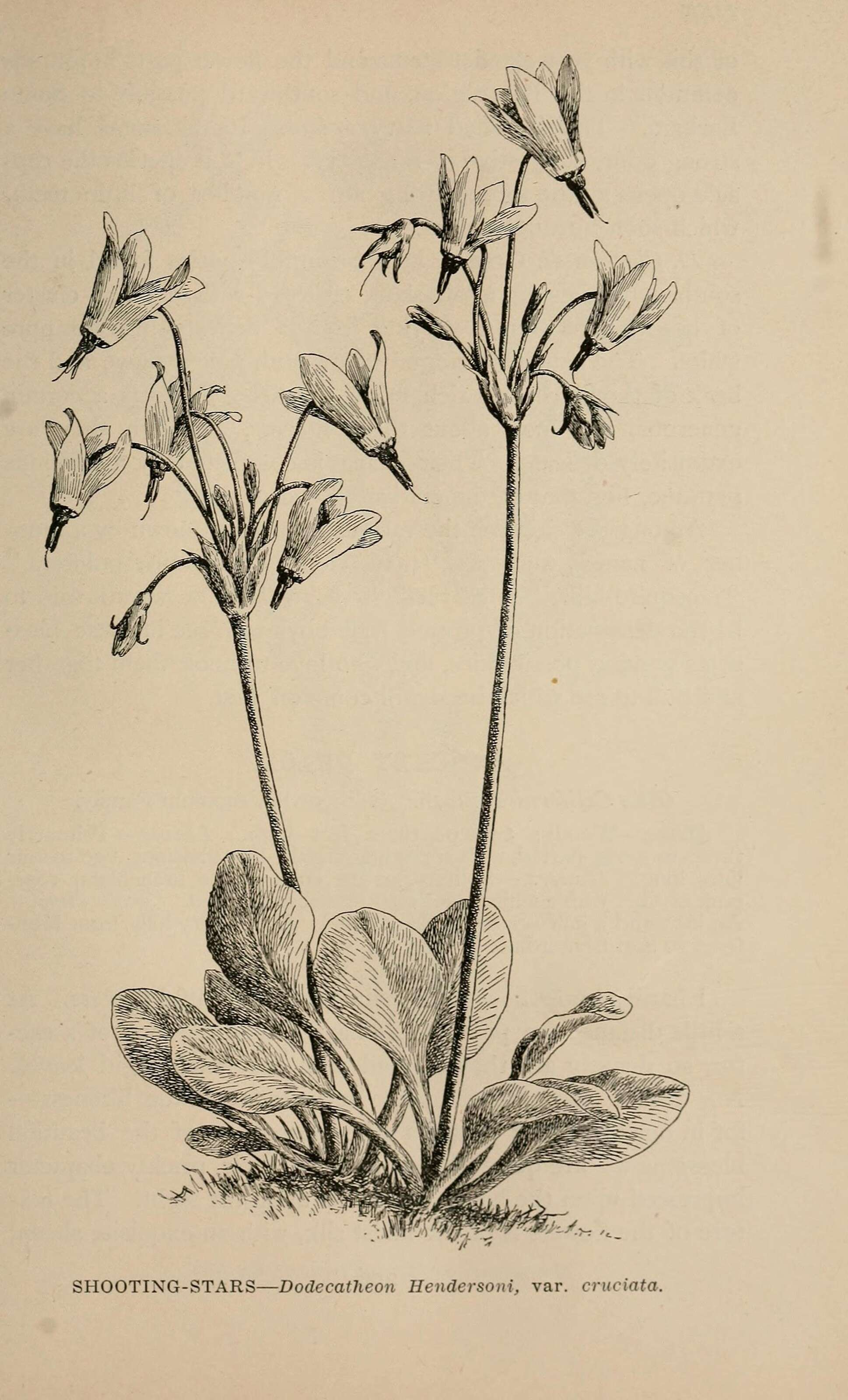 Imagem de Dodecatheon hendersonii A. Gray