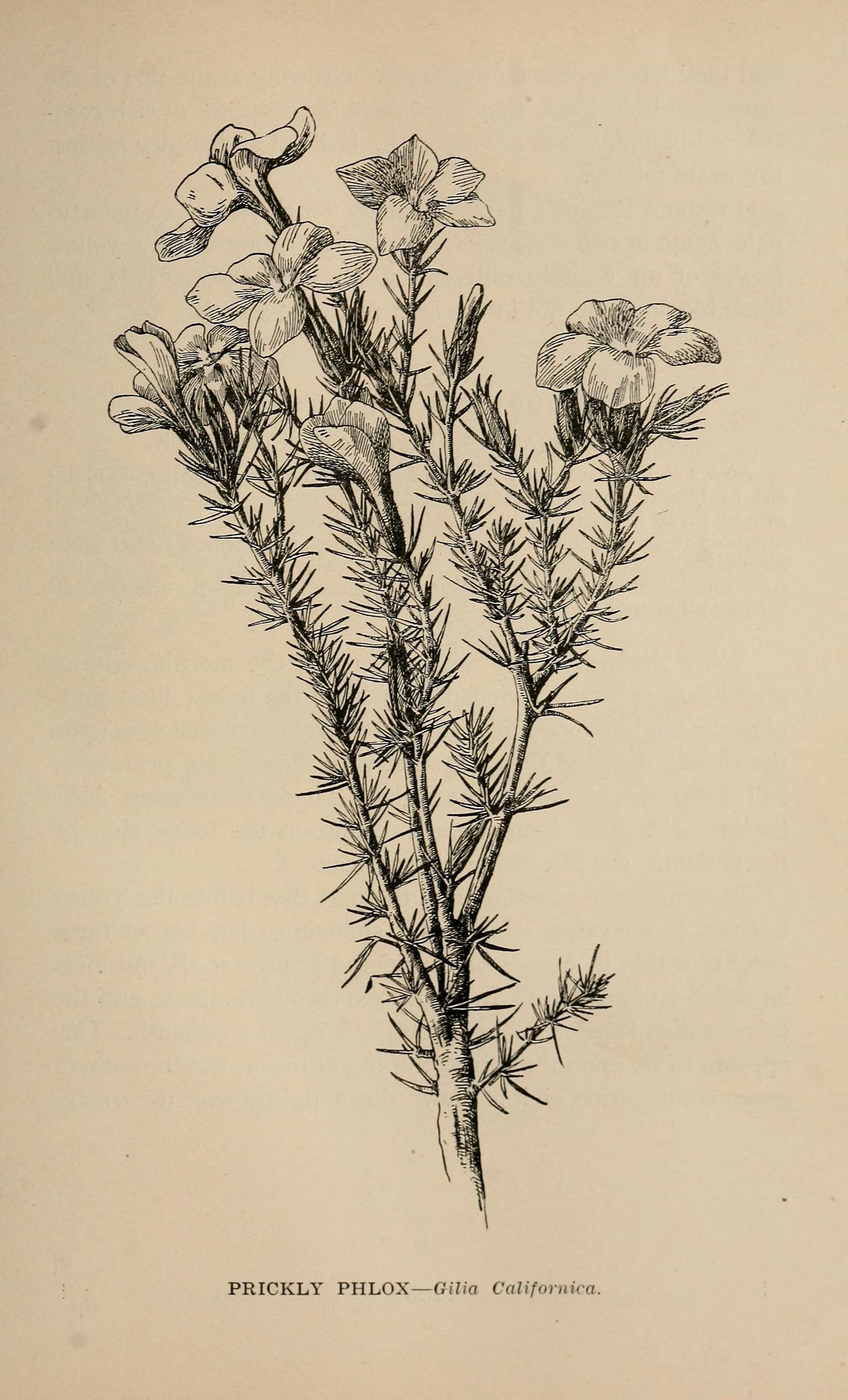 Image of Linanthus californicus (Hook. & Arn.) J. M. Porter & L. A. Johnson