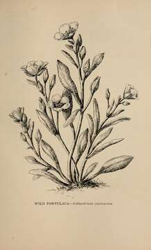 Image of fringed redmaids