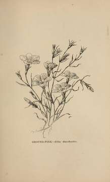 Image of fringed linanthus