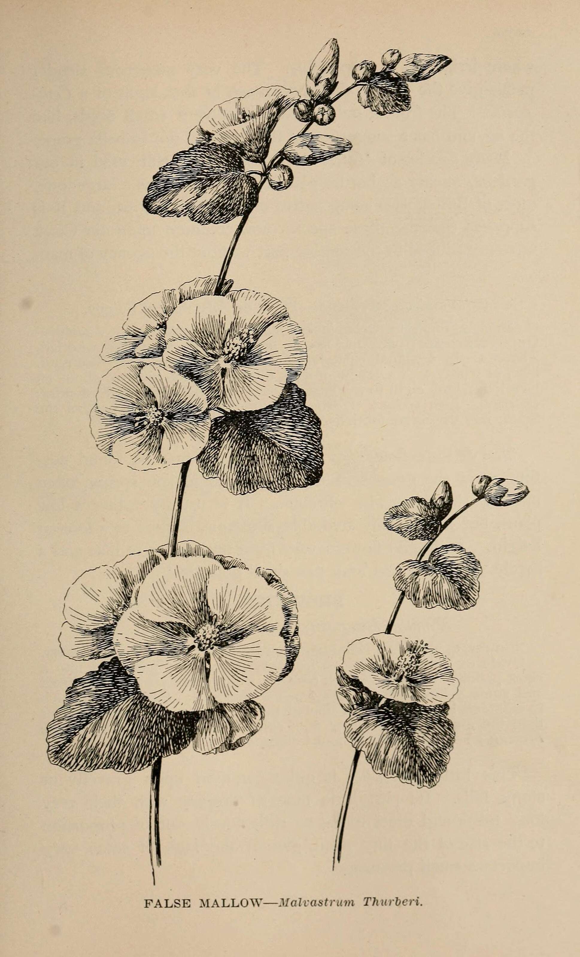 Image of Chaparral bushmallow