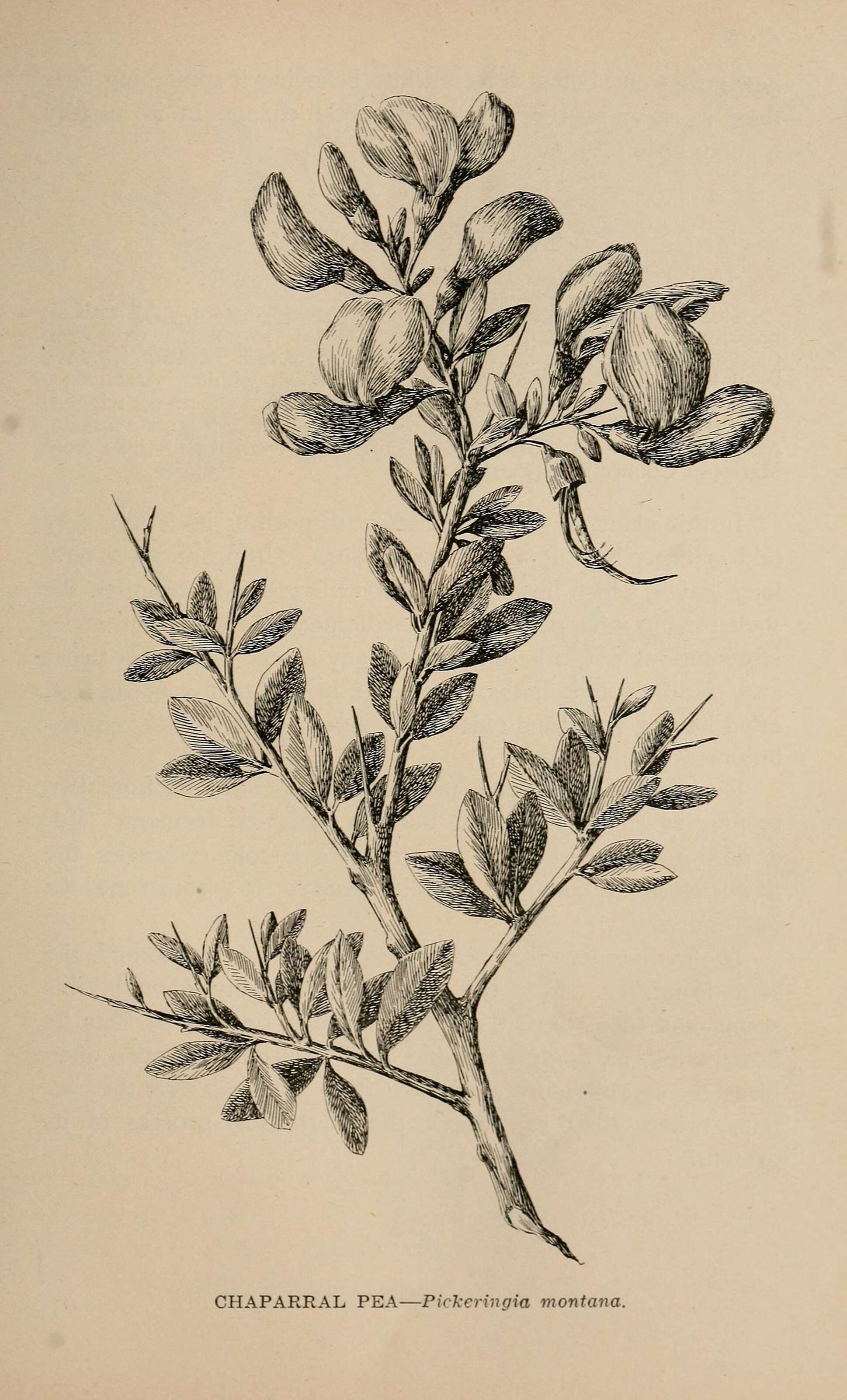 Image of chaparral pea