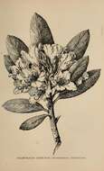 Rhododendron occidentale (Torr. & Gray) A. Gray resmi