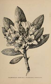 صورة Rhododendron occidentale (Torr. & Gray) A. Gray