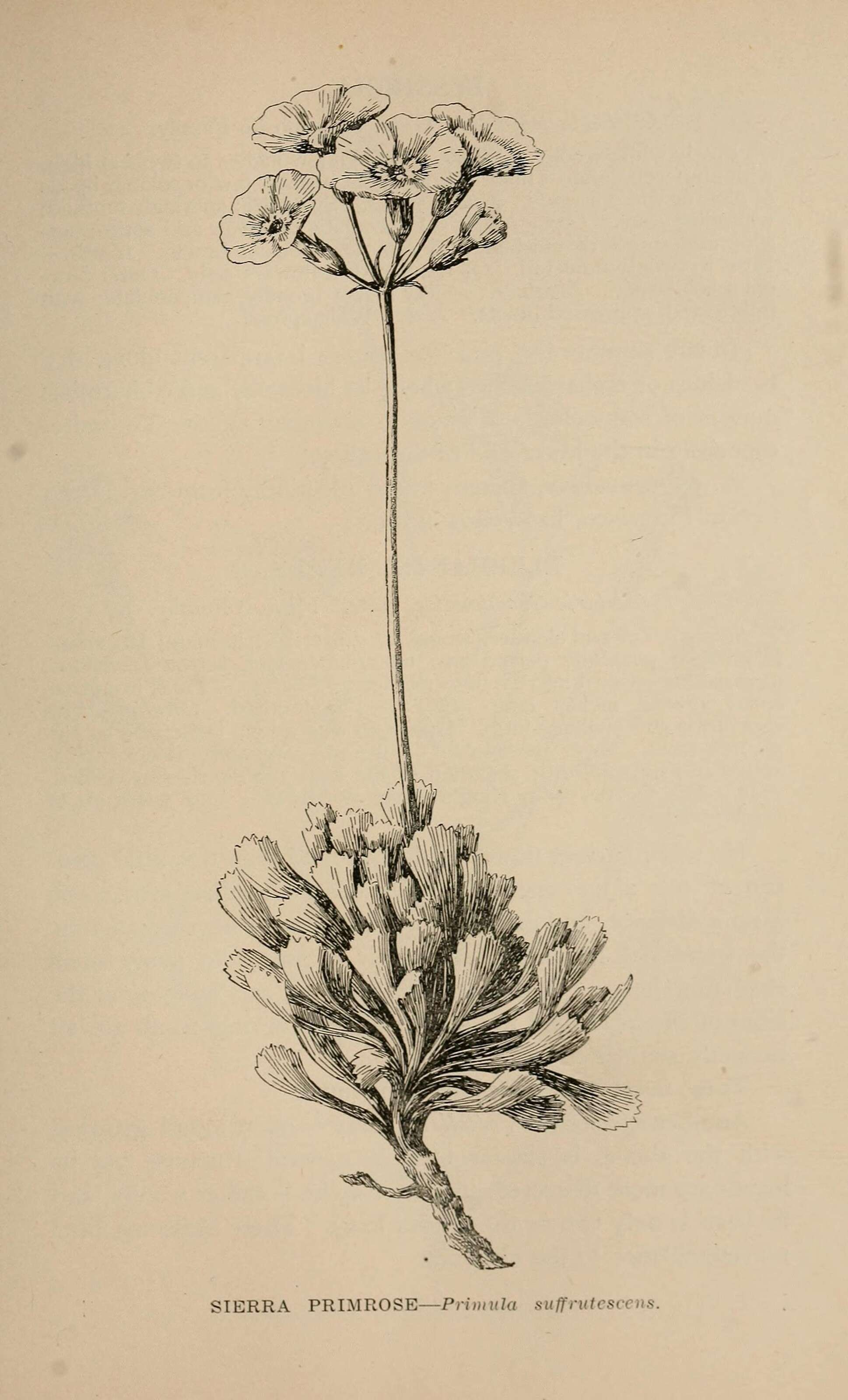 Plancia ëd Primula suffrutescens A. Gray